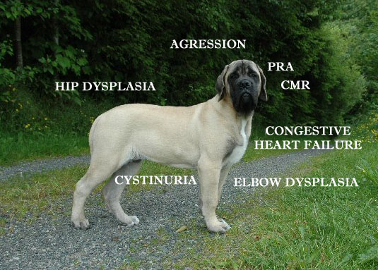 Mastiff Puppy Health