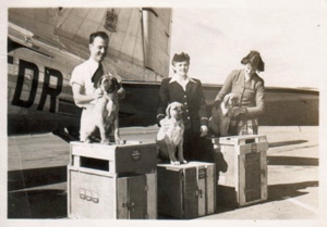 Three of Hyacinth Mellish's puppies on their way to England on March 31, 1949.