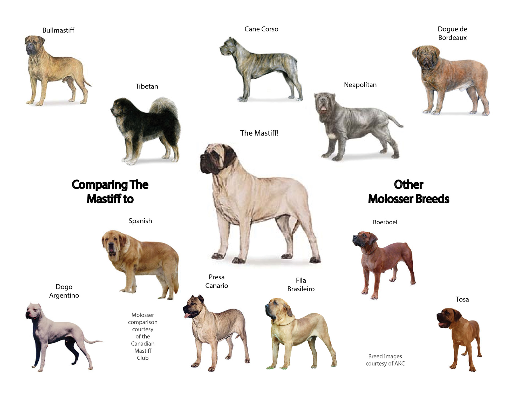 Identifying Molosser Breeds