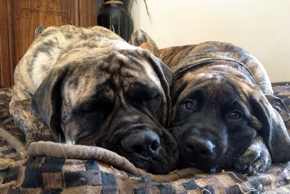 Canadian Mastiff Club Rescue