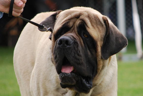 Canadian mastiff deals