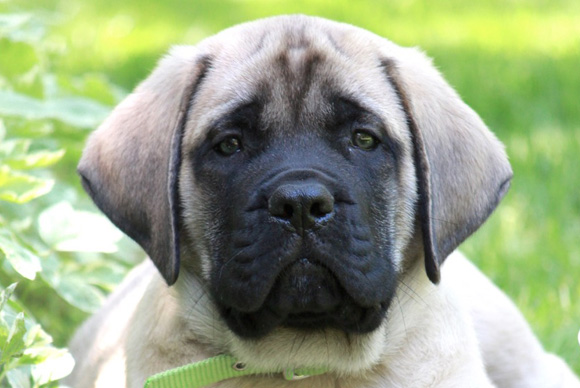 Canadian mastiff deals