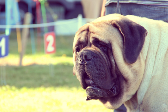 Canadian mastiff deals